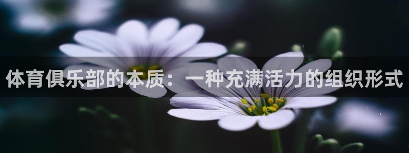 体育俱乐部的本质：一种充满活力的组织形式